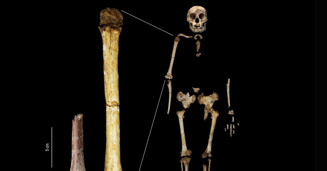 Scientists Find Arm Bone of Ancient ‘Hobbit’ Human - The New York Times