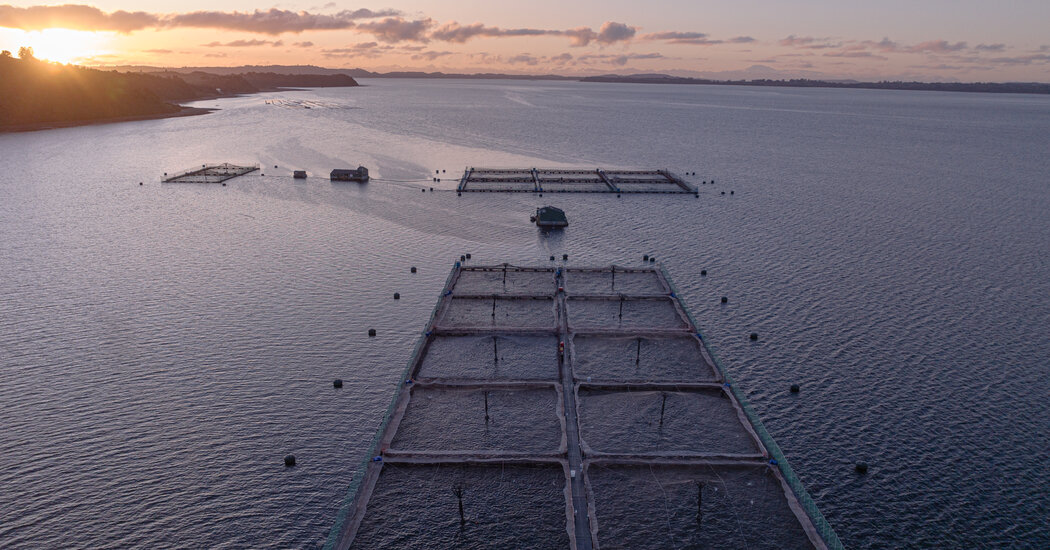 Salmon Farms in Patagonia Face Growing Opposition - The New York Times