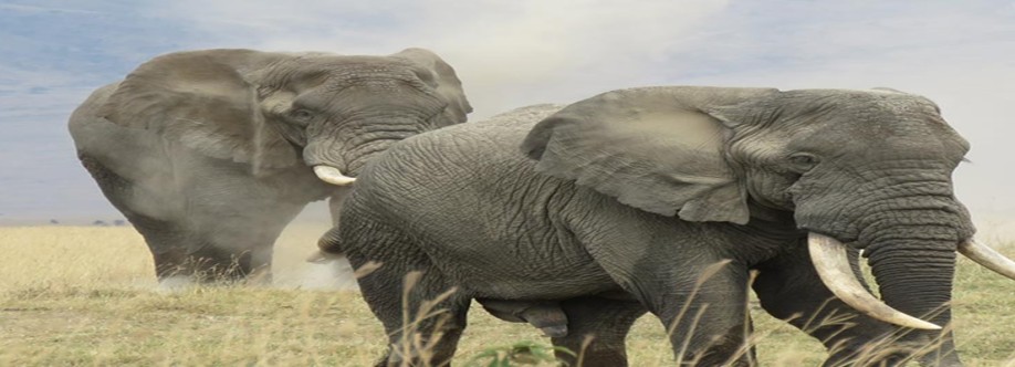 Asante Travel Group Cover Image