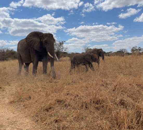 Amrix Adventures Ltd – Leading Tanzania Luxury Safari Tours for Elite Travelers