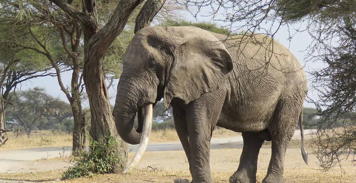 3 Days Tanzania Budget Camping Safari | Asante Travel Group
