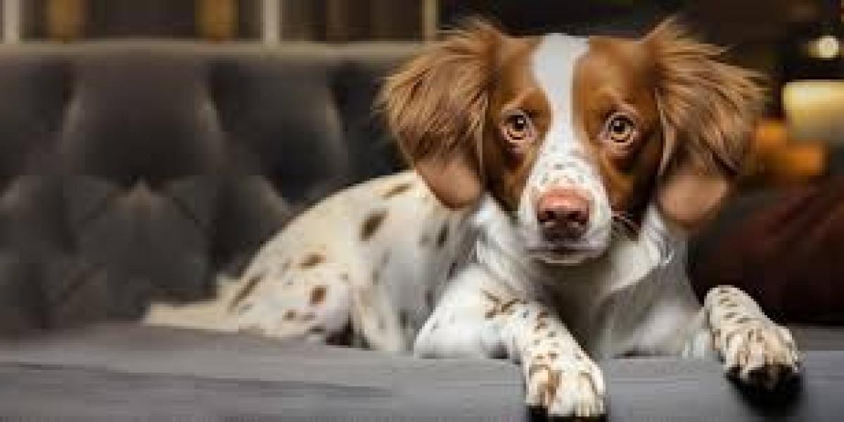Managing Pet Emergencies During Holidays and Weekends: Why After-Hours Care Matters