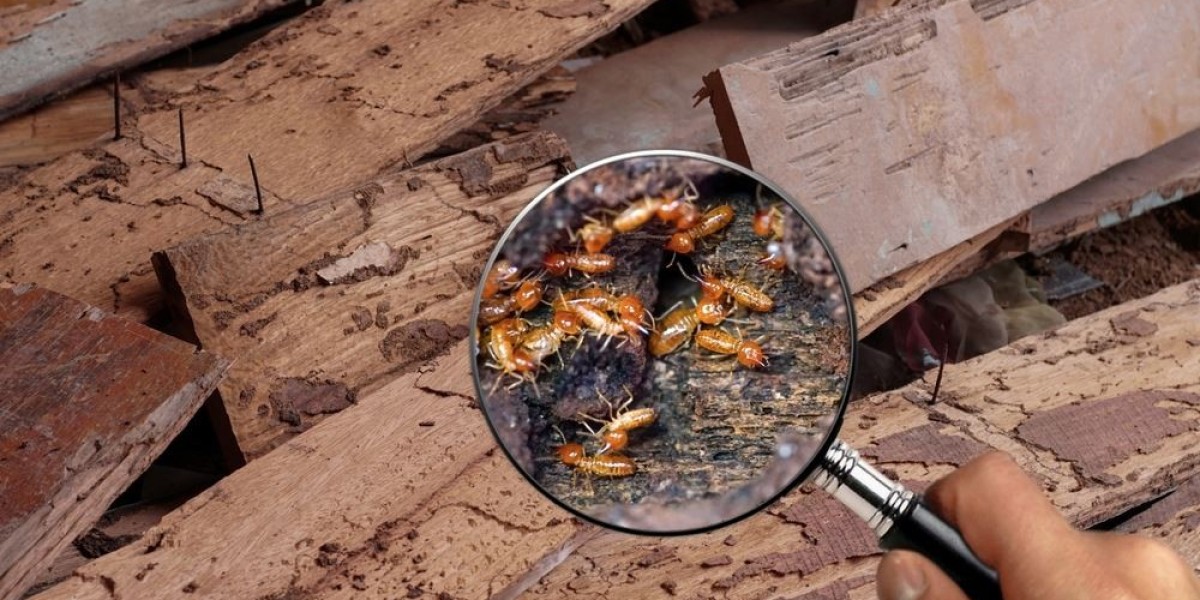 Termite Control 101: Inspection vs. Treatment Compared