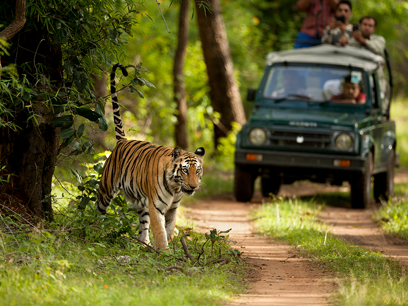 What Unique Experiences Can You Only Find on a Luxury Safari?
