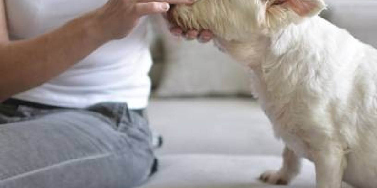 Tick and Heartworm Prevention for Dogs