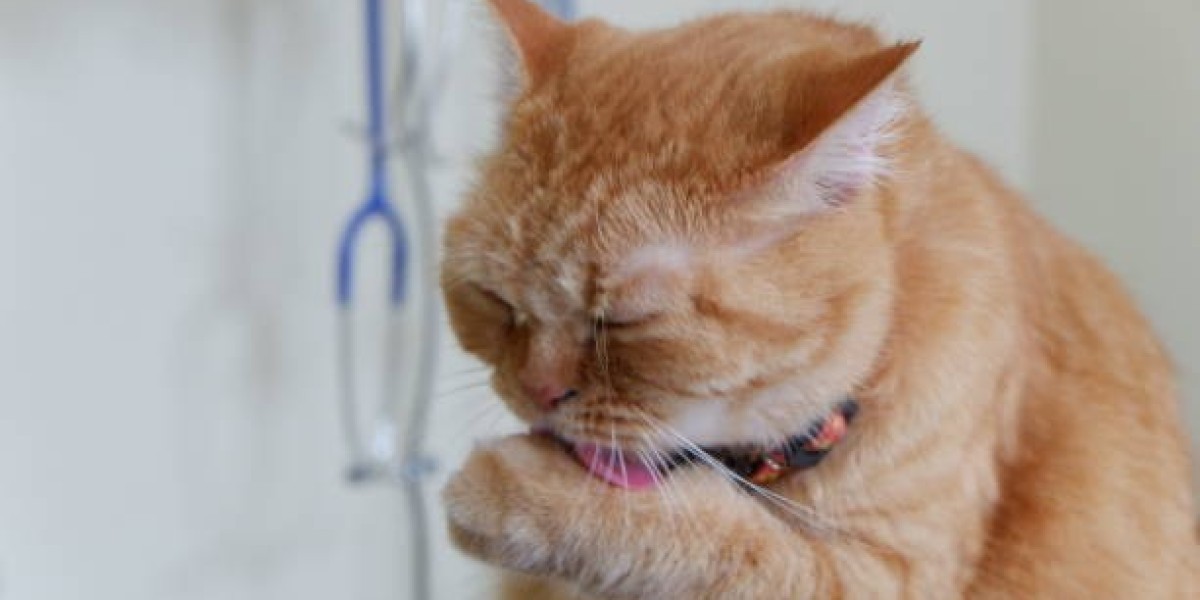 Treatment for Cat Coughing in Ontario