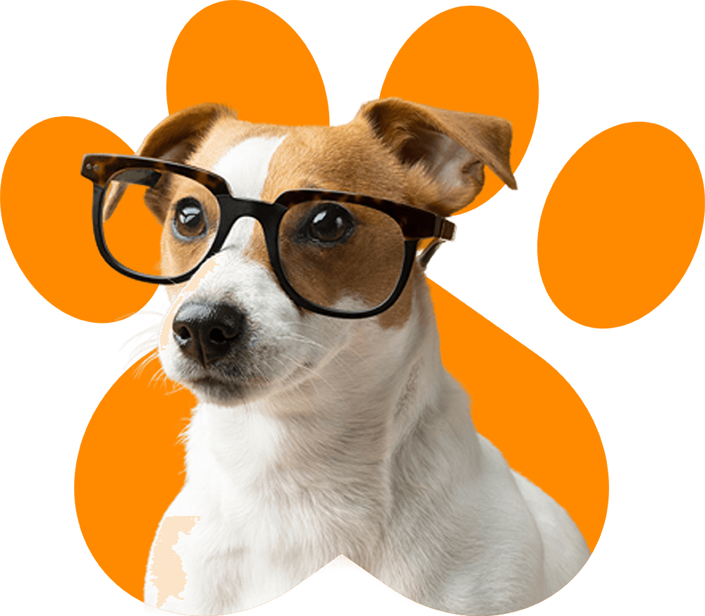 Pet Day Care And Grooming Abu Dhabi | Dog And Cat Grooming Abu Dhabi