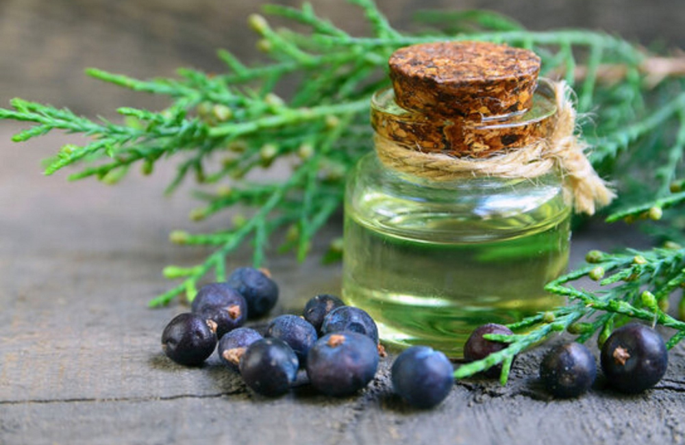 Top Juniper Berry Oil Manufacturer & Bulk Supplier