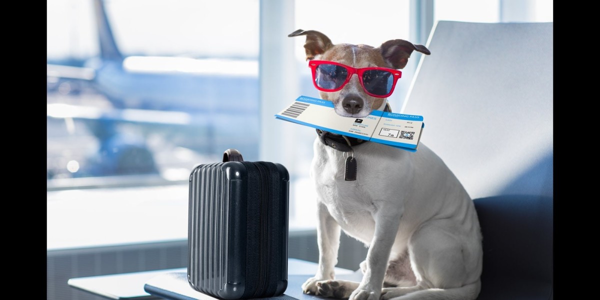 寵物移民台灣：為您的毛孩打造安全的跨境旅程