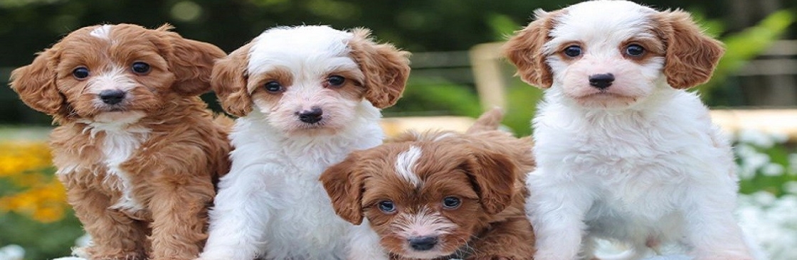 Up and Away Pups Cover Image