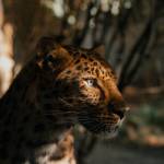 Abdul Rehman Profile Picture